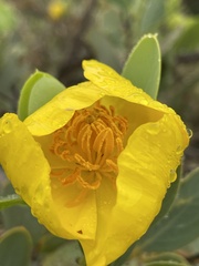 Dendromecon harfordii