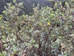 Dendromecon harfordii