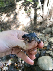 Leptodactylus melanonotus