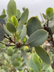 Dendromecon harfordii