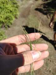 Digitaria violascens