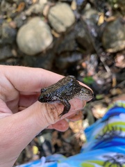 Leptodactylus melanonotus