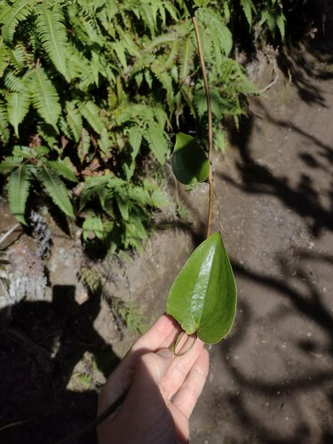 Smilax melastomifolia observed 2022-12-28