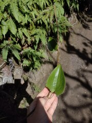 Smilax melastomifolia