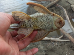 Hypostomus