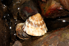 Bembicium auratum