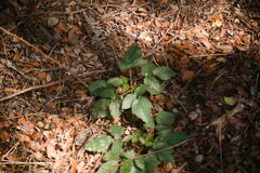 Rubus argutus