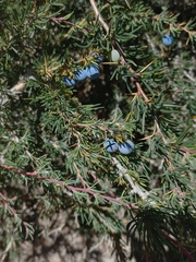 Berberis empetrifolia