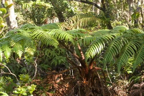 Cibotium menziesii observed 2022-12-28
