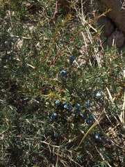 Berberis empetrifolia