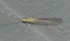 Mallada signatus