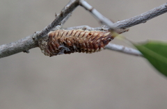 Stagmomantis resacae