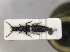 Philonthus rectangulus