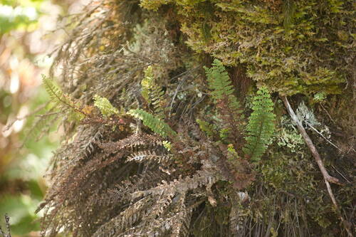 Adenophorus tamariscinus observed 2022-12-28