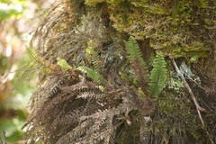 Adenophorus tamariscinus