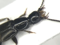 Philonthus rectangulus