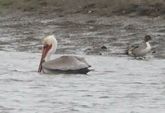 Pelecanus occidentalis californicus