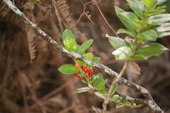 Vaccinium calycinum