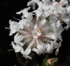Pimelea brachyphylla