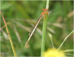 Platycnemis subdilatata