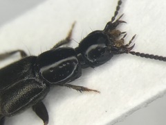 Philonthus rectangulus