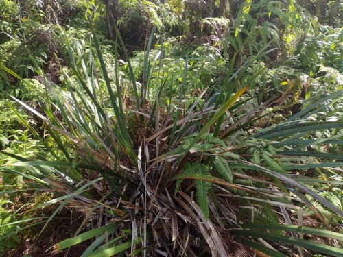 Machaerina angustifolia observed 2022-12-28