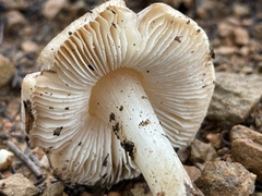 Leucoinocybe lenta