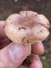Leucoinocybe lenta