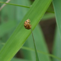 Henosepilachna vigintioctopunctata