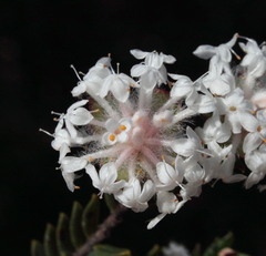 Pimelea brachyphylla