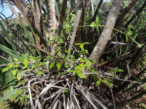 Alyxia stellata observed 2022-12-28