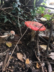 Amanita muscaria
