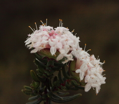 Pimelea brachyphylla