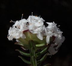 Pimelea brachyphylla