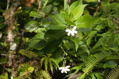 Scaevola chamissoniana