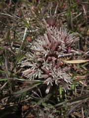 Allium burlewii