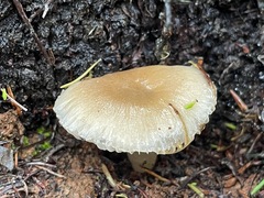 Leucoinocybe lenta