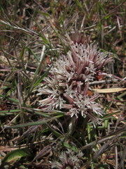 Allium burlewii