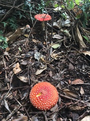 Amanita muscaria