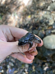 Leptodactylus melanonotus