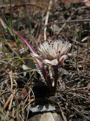 Allium burlewii