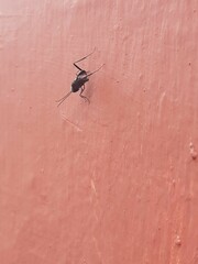 Evania appendigaster