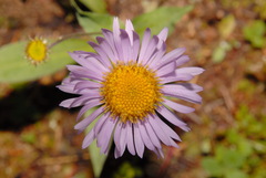 Erigeron glacialis glacialis