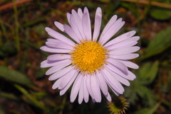 Erigeron glacialis glacialis