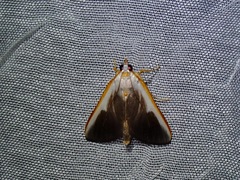 Pylartes subcostalis