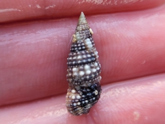 Cerithium lutosum