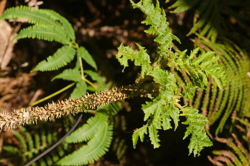 Cyanea solanacea