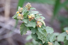 Malvastrum americanum