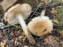 Leucoinocybe lenta