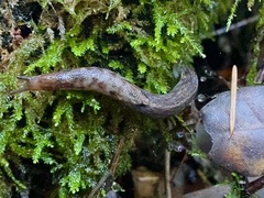 Prophysaon andersonii